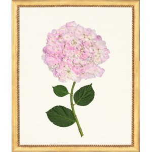 TLC- HYDRANGEA 18  20 X 24